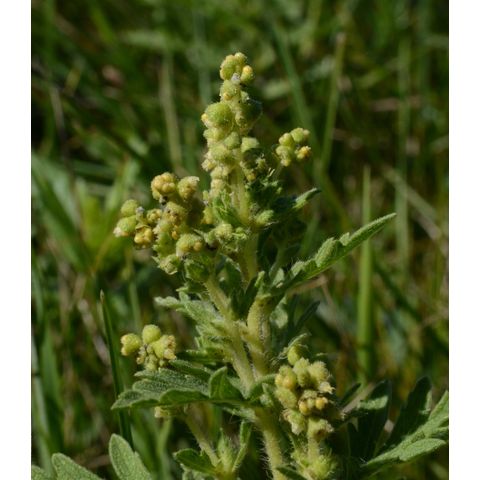 Ambrosia psilostachya