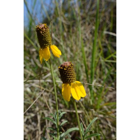 Ratibida columnifera