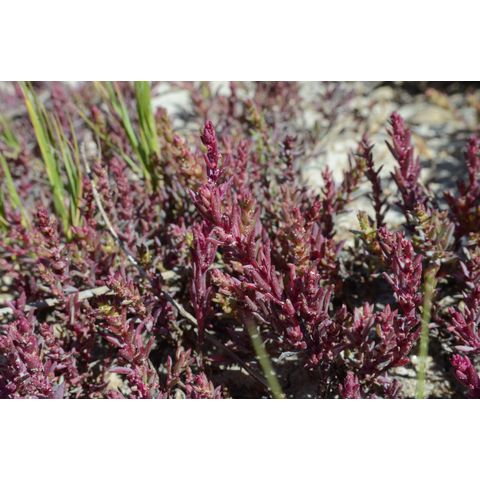 Suaeda calceoliformis