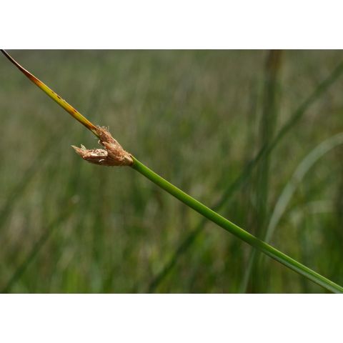 Schoenoplectus pungens