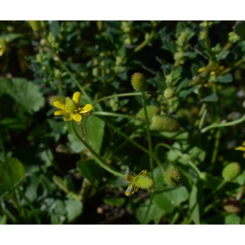Ranunculus cymbalaria