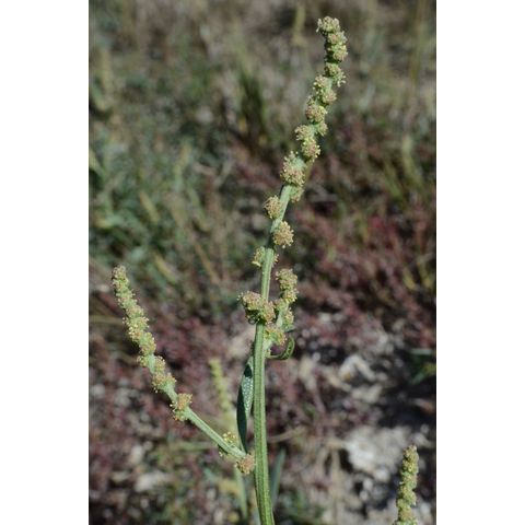 Chenopodium berlandieri