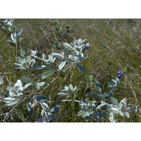 Pediomelum argophyllum