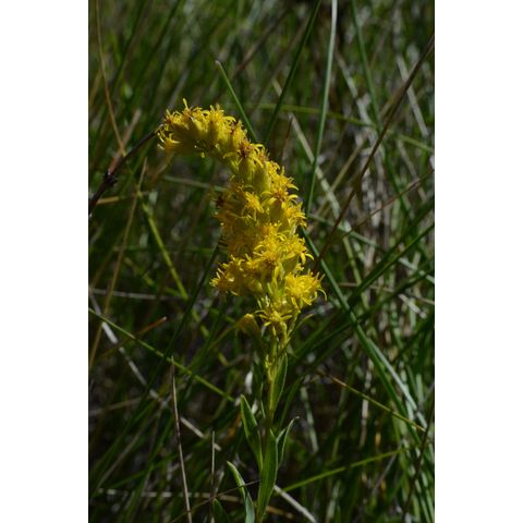 Solidago missouriensis
