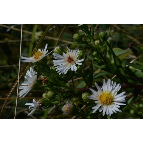 Symphyotrichum lanceolatum