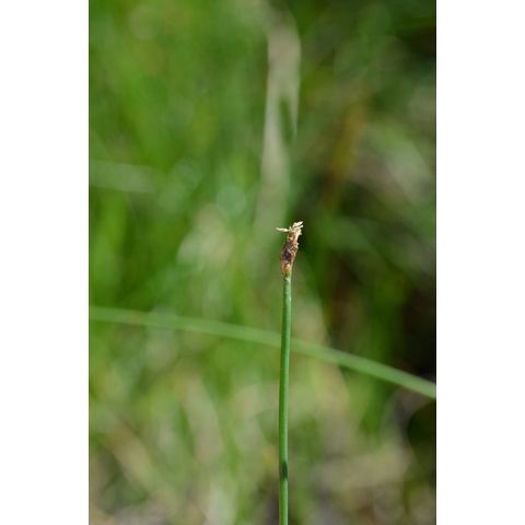 Eleocharis macrostachya