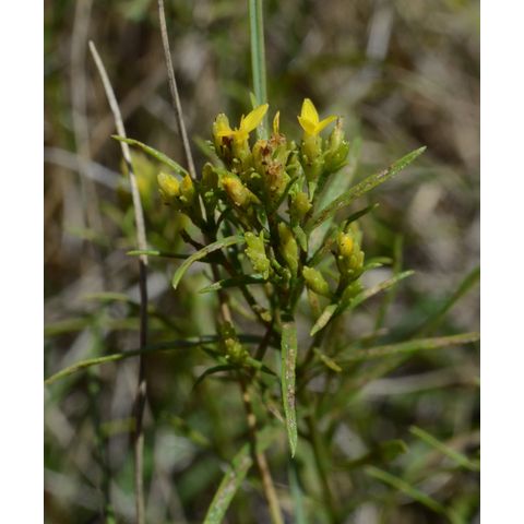 Gutierrezia sarothrae