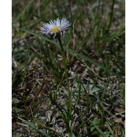 Erigeron glabellus