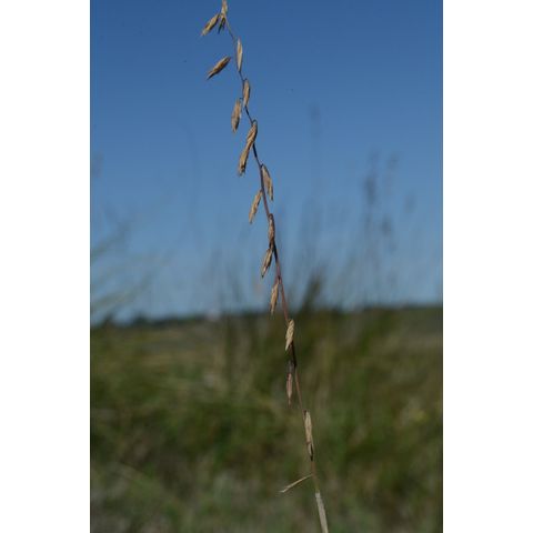 Bouteloua curtipendula