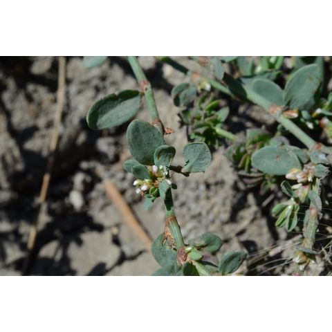 Polygonum aviculare