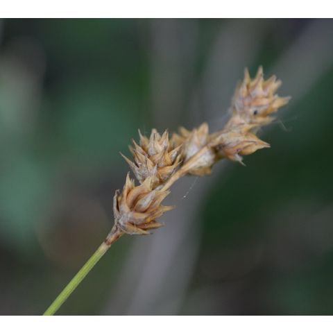 Carex brevior