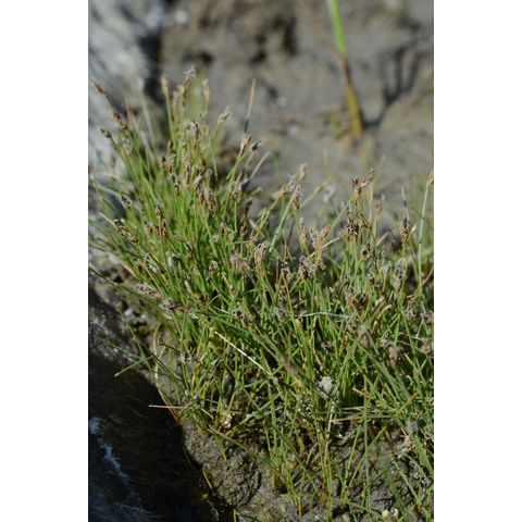 Eleocharis acicularis