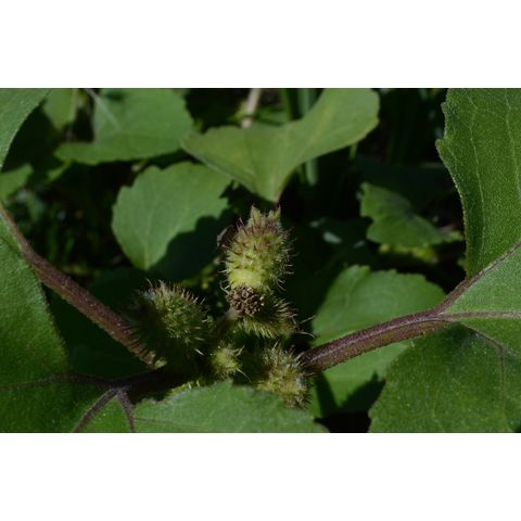 Xanthium strumarium