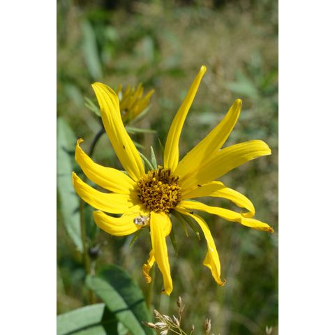 Helianthus pauciflorus