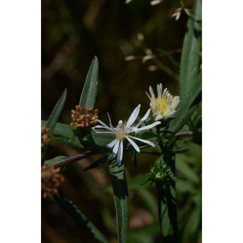 Symphyotrichum lanceolatum
