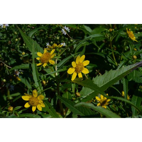 Bidens cernua