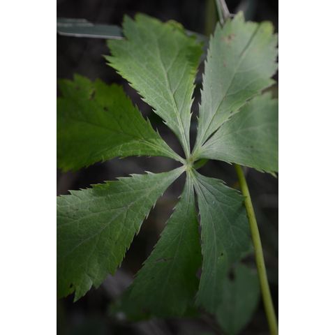 Sanicula marilandica