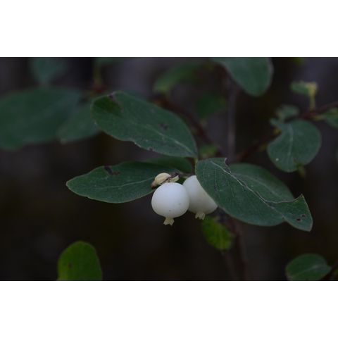 Symphoricarpos albus