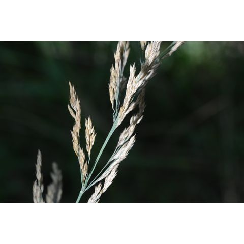 Calamagrostis canadensis
