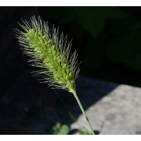 Setaria viridis