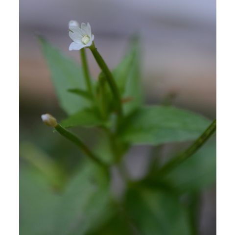 Epilobium ciliatum