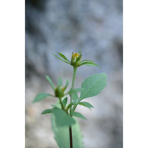 Bidens frondosa