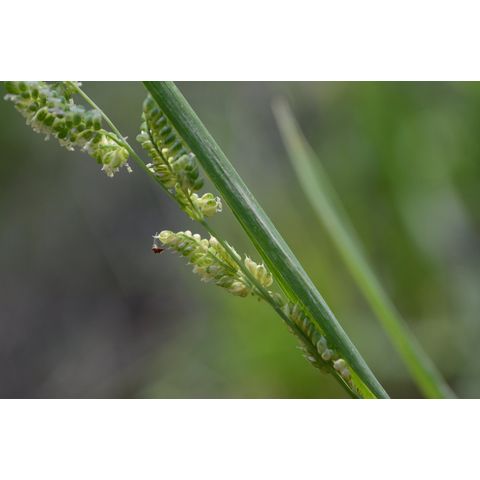 Beckmannia syzigachne