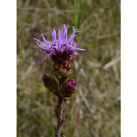 Liatris aspera
