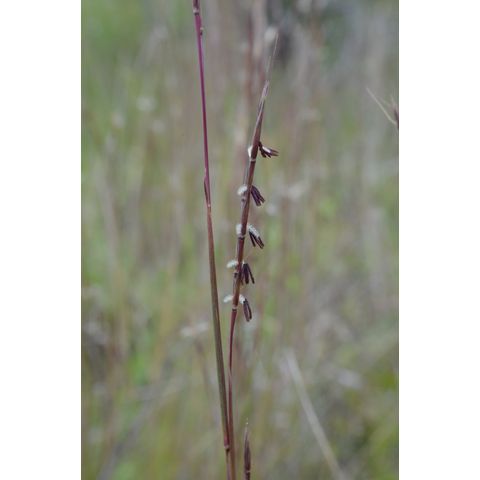 Schizachyrium scoparium