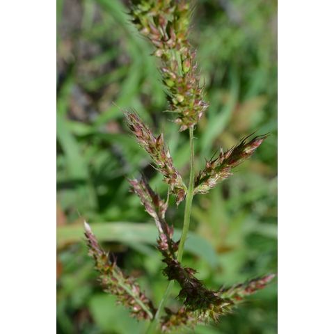 Echinochloa crus-galli