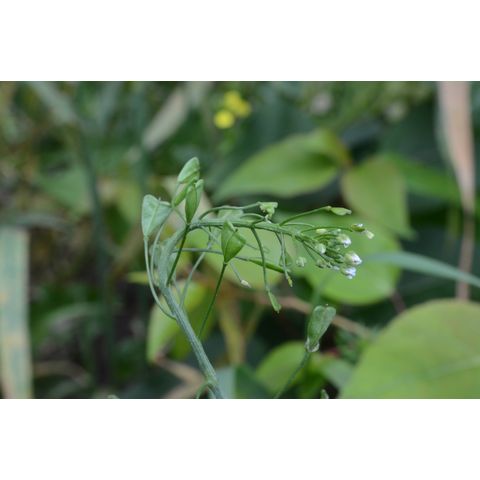 Capsella bursa-pastoris