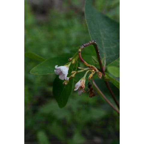 Apocynum androsaemifolium