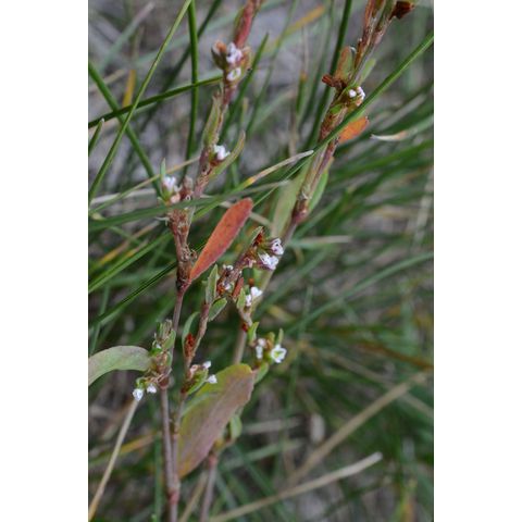 Polygonum aviculare