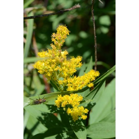 Solidago canadensis