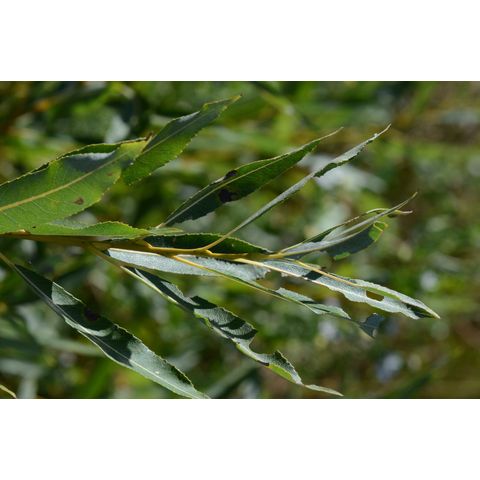 Salix petiolaris