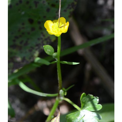 Ranunculus gmelinii