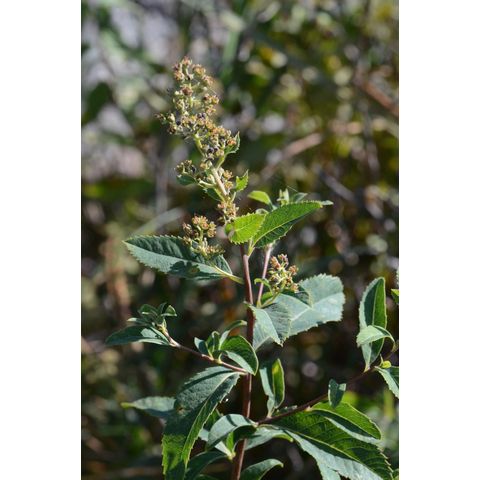 Spiraea alba