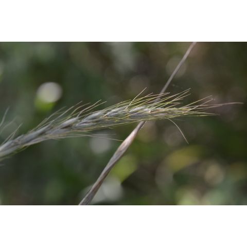 Elymus virginicus