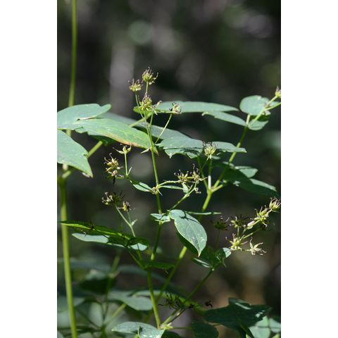 Thalictrum dasycarpum