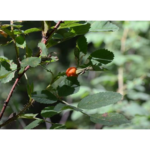 Rosa arkansana