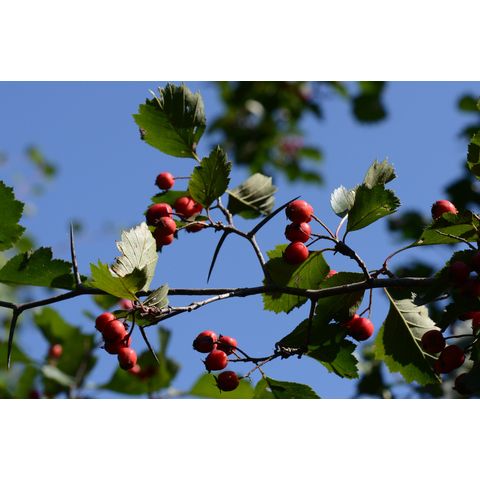 Crataegus chrysocarpa