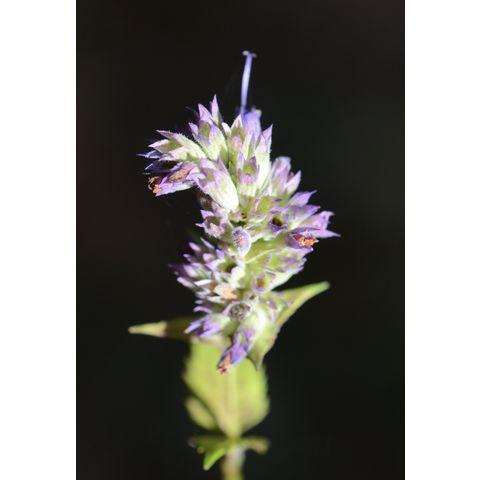 Agastache foeniculum