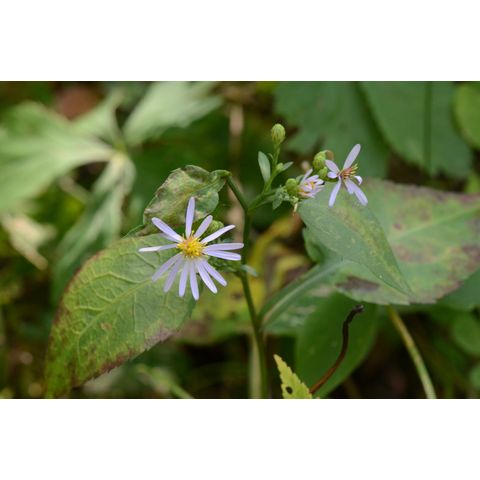 Symphyotrichum ciliolatum