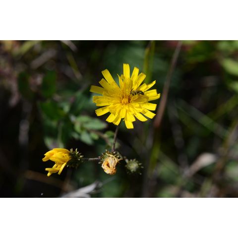 Hieracium umbellatum