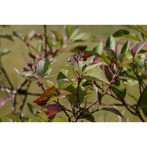Cornus sericea