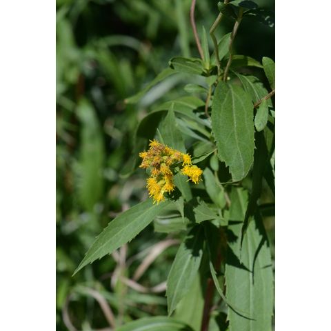 Solidago gigantea
