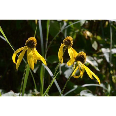 Rudbeckia laciniata
