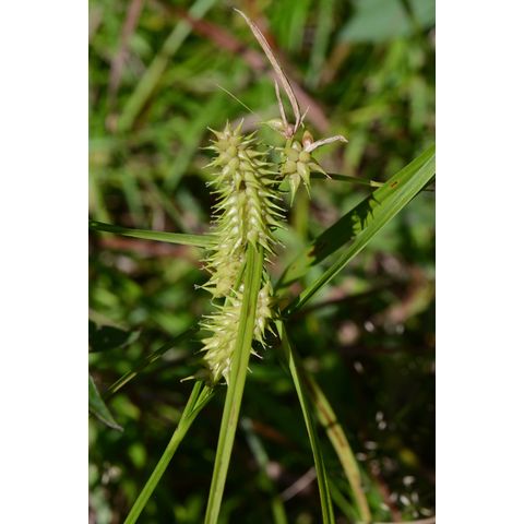 Carex retrorsa