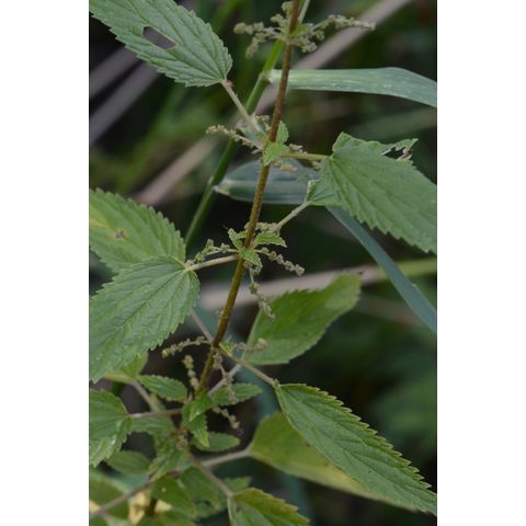 Urtica dioica