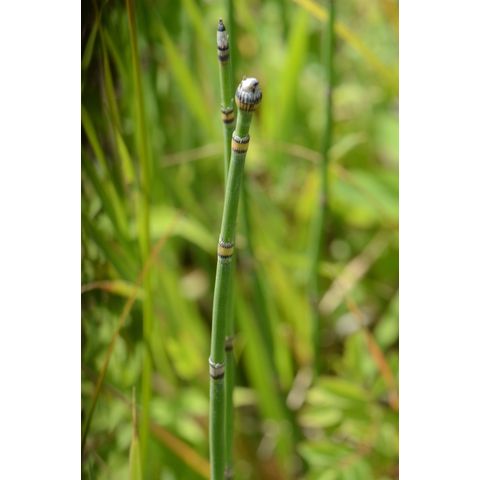 Equisetum hyemale